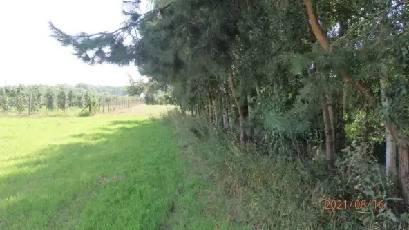 Głogówko królewskie   5