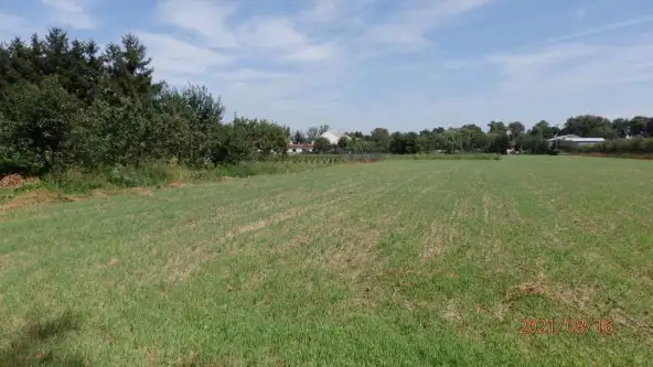 Głogówko królewskie   6