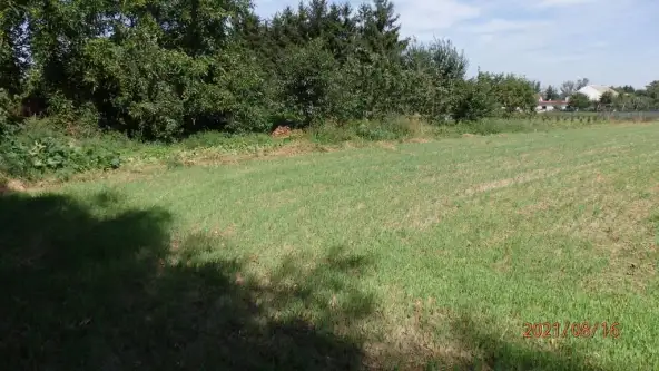 Głogówko królewskie   7