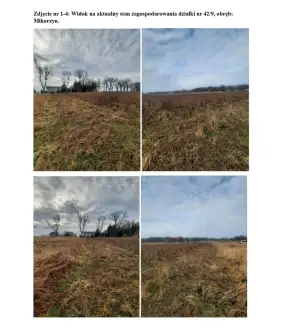 Mikorzyn   4