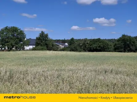 Zławieś wielka   6