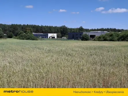 Zławieś wielka   7