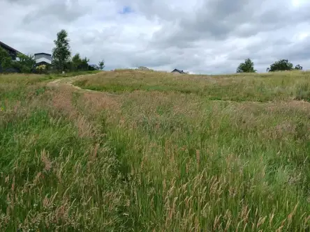 Kamela ,  Wiktorii   8