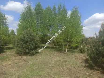 Kuklówka radziejowicka   3