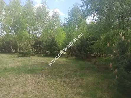 Kuklówka radziejowicka   5