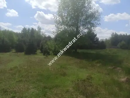 Kuklówka radziejowicka   6