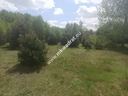 Kuklówka radziejowicka   7