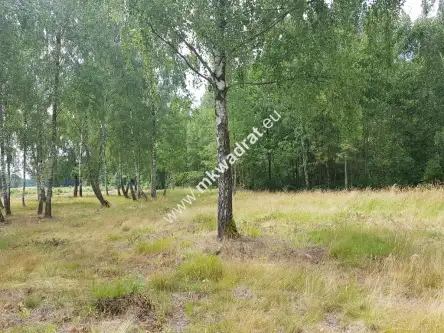  Budy-grzybek   www.mkwadrat.eu 