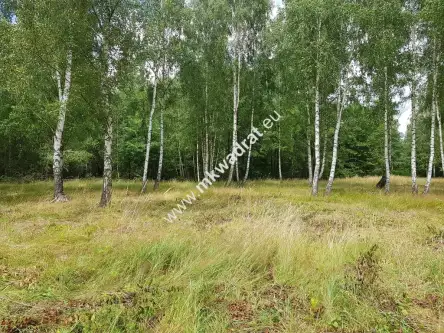 Budy-grzybek ,  www.mkwadrat.eu   2