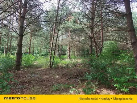 Prawda ,  Podleśna   3