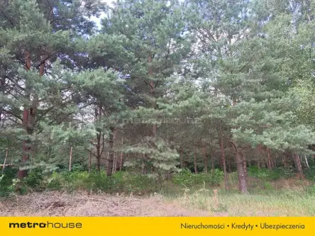 Prawda ,  Podleśna   7