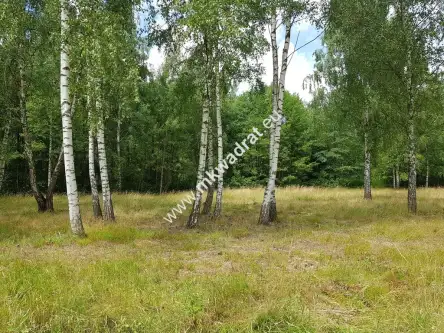 Budy-grzybek ,  www.mkwadrat.eu   2