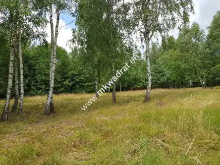 Budy-grzybek ,  www.mkwadrat.eu   4