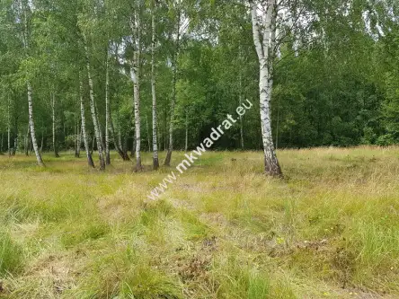 Budy-grzybek ,  www.mkwadrat.eu   5