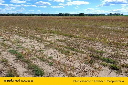 Dąbkowice dolne   2