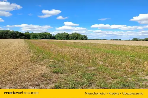 Dąbkowice dolne   4