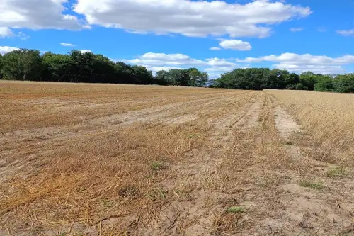 Dąbkowice dolne   5