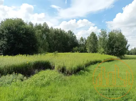 Strugi krzywickie   3