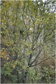 Zgierz ,  Pieńki   3