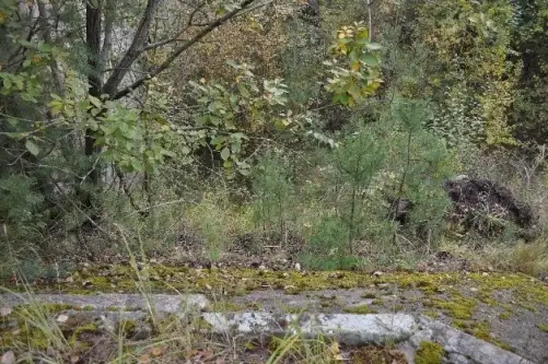 Zgierz ,  Pieńki   4