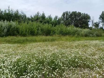 Malbork ,  Toruńska   3