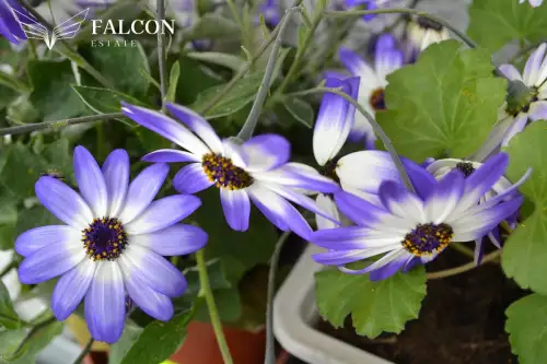 Poznań ,  Jasielska   4