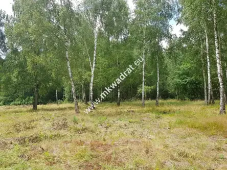  Budy-grzybek   www.mkwadrat.eu 