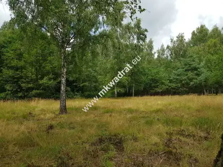 Budy-grzybek ,  www.mkwadrat.eu   2