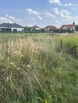 Rusiec ,  Promienista   2