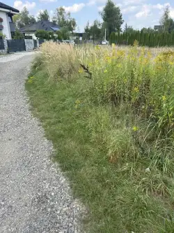 Rusiec ,  Promienista   4