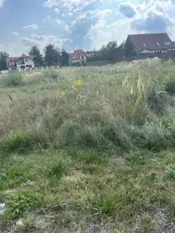 Rusiec ,  Promienista   6