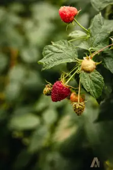 Nowy Sącz ,  Ogrodowa   12