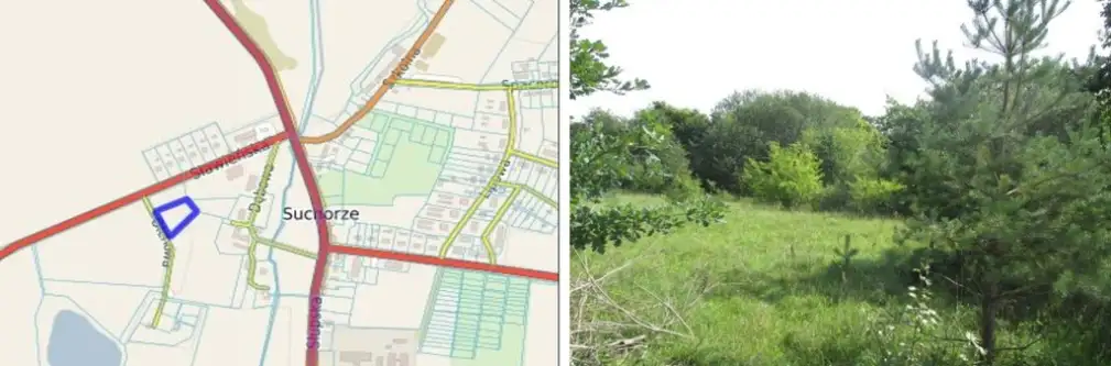  Suchorze  