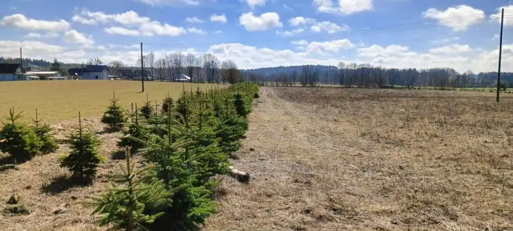 Grabowiec ,  Lipowa   15