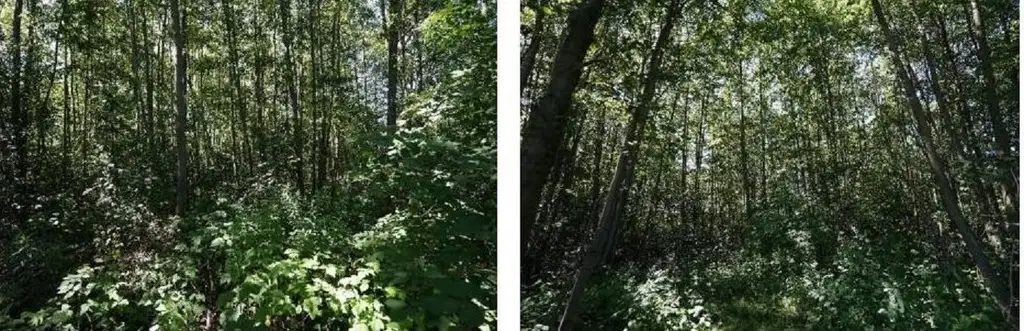 Stare budy ,  Wąska   3