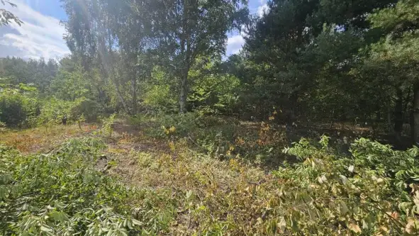 Stara wieś ,  Piniowa   3