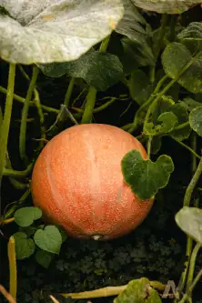 Nowy Sącz ,  Ogrodowa   10