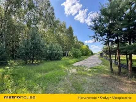 Blochy ,  Sosnowa   3