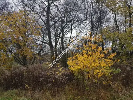  Milanówek   www.mkwadrat.eu 