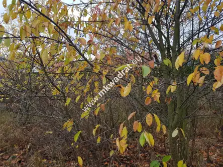 Milanówek ,  www.mkwadrat.eu   3