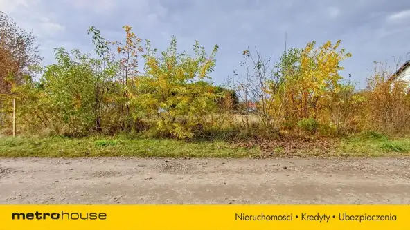 Nieżywięć ,  Spokojna   10