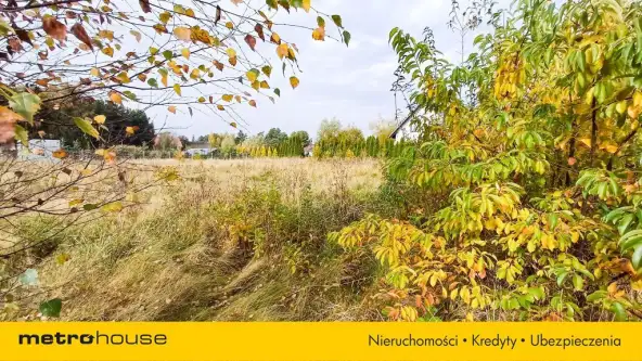 Nieżywięć ,  Spokojna   11