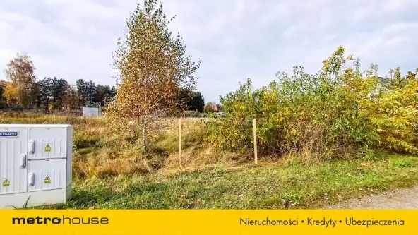 Nieżywięć ,  Spokojna   12