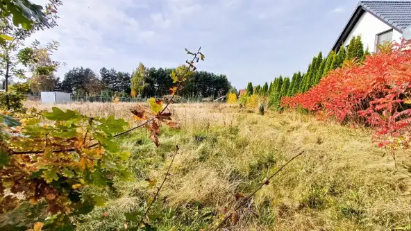  Nieżywięć   Spokojna 