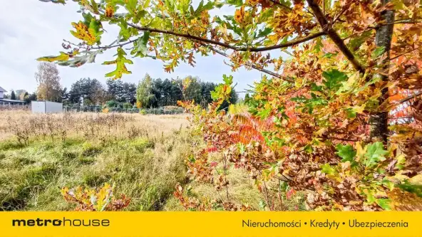 Nieżywięć ,  Spokojna   2