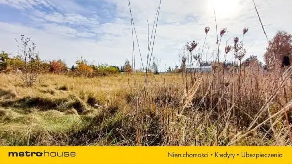 Nieżywięć ,  Spokojna   3