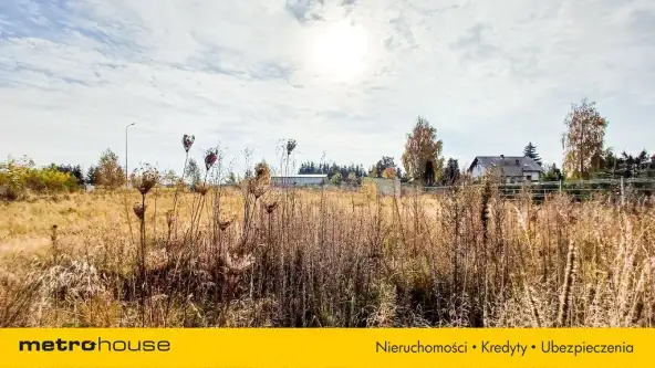 Nieżywięć ,  Spokojna   8