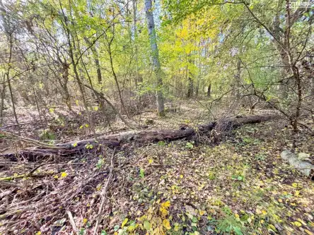 Stary orzechów   10