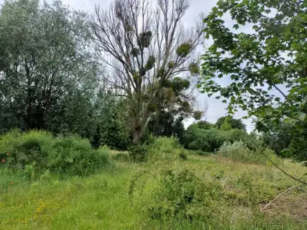 Malbork ,  Toruńska   5