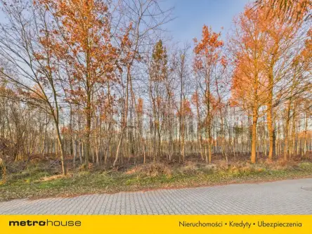 Kalina ,  Lipowa   9